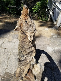 ALL STAR ANIMAL TRAPPING - Photo 7 - Car repair in , Santa Clarita