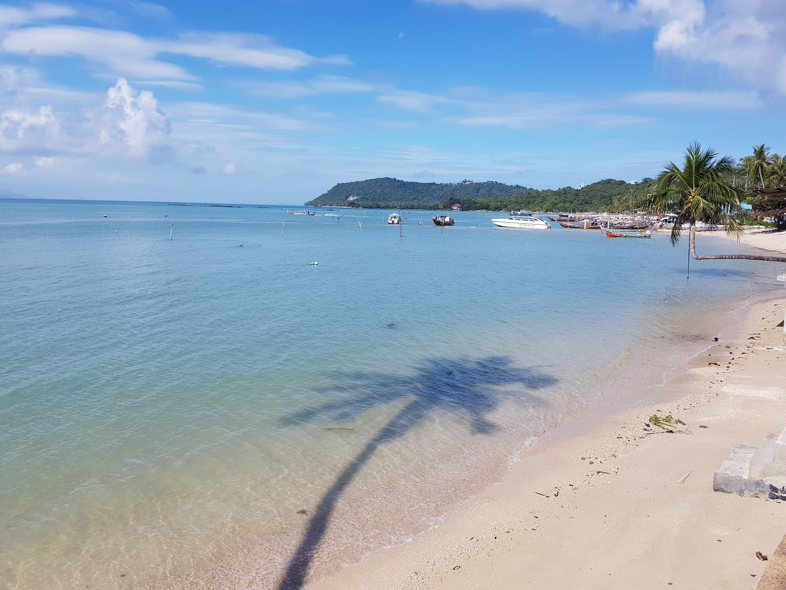 Fotografie cu Coconut Tree cu o suprafață de nisip beige