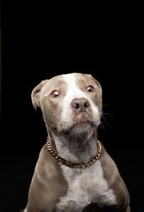 Aaron Gang Photography - Photo 3 - Car repair in Chicago, IL, Chicago