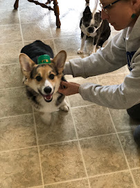 Lucky Dog Academy - Photo 7 - Car repair in Plainfield, IL, Naperville