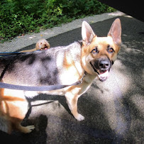 K9-Trailblazers - Photo 6 - Car repair in , Toledo