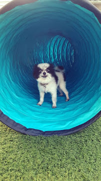 Poochie's Pet Hotel - Photo 2 - Car repair in Valrico, FL, Brandon