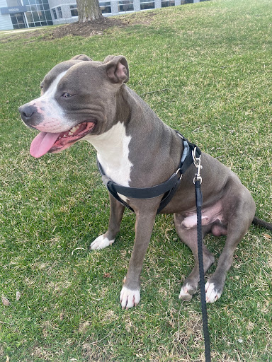 Pet Supply Store «Petco Animal Supplies», reviews and photos, 280 Kensington Blvd, Slidell, LA 70458, USA