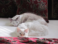 Noble Beast Pet Supplies - Photo 5 - Car repair in Phoenix, AZ, Phoenix