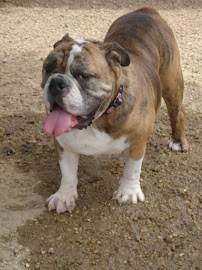 Woofs 'N Whiskers LLC - Photo 8 - Car repair in Lafayette, LA, Lafayette