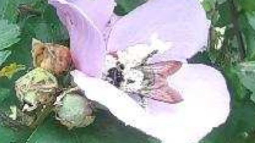 Florist «Enchantment Florist», reviews and photos, 1418 S Andrews Ave, Fort Lauderdale, FL 33316, USA