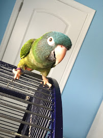 All For Cobalt In Home Pet Care - Photo 6 - Car repair in Chesterfield, VA, Richmond