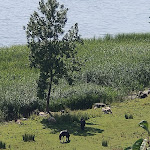 Photo n°2 de l'avis de H.S.. fait le 05/06/2022 à 10:45 sur le  Schaalseehof Café und Fischräucherei in Dargow am Schaalsee à Salem