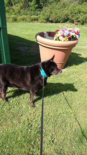 Patty's Pet Grooming