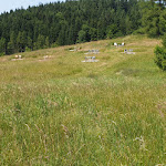 Photo n°4 de l'avis de Max.� fait le 18/06/2023 à 11:08 sur le  Neubichler-Alm à Piding