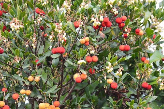 Κυπαρισσία 245 00