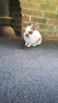 Out-U-Go! Pet Care Services, Inc. - Photo 7 - Car repair in Chicago, IL, Chicago