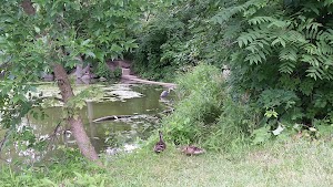 McCarty Park - photo 64