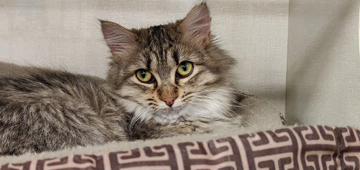 Pet Supply Store «Petco Animal Supplies», reviews and photos, 2277 Ford Pkwy, St Paul, MN 55116, USA