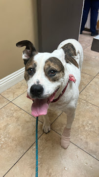 Evergreen Animal Care Center - Photo 9 - Car repair in Newhall, CA, Santa Clarita