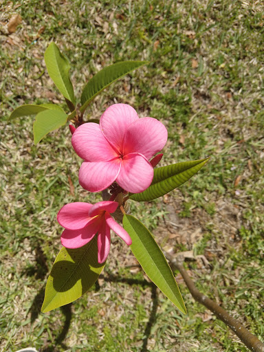 Museum «Old Davie School Historical Museum», reviews and photos, 6650 Griffin Rd, Davie, FL 33314, USA