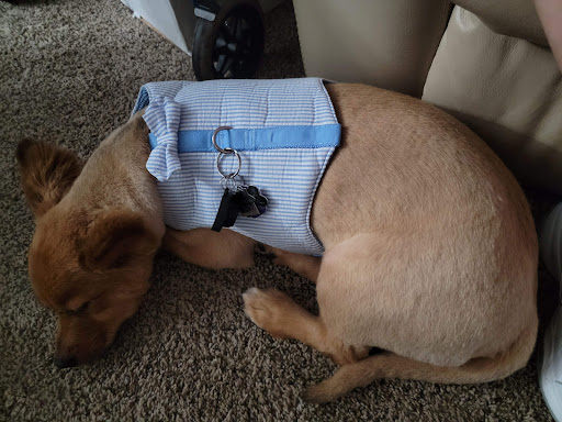 Pet Supply Store «PetSmart», reviews and photos, 1410 NE 23rd St, Pompano Beach, FL 33062, USA