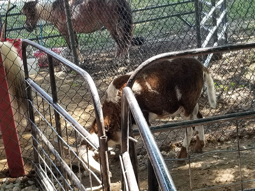 Ranch «Sharkarosa Wildlife Ranch», reviews and photos, 11670 Massey Rd, Pilot Point, TX 76258, USA