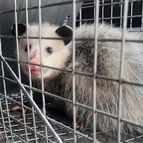 Monsters Managed - Photo 4 - Car repair in , Charleston