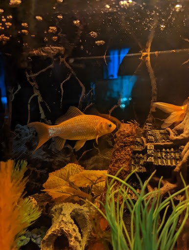 Pet Supply Store «Petco Animal Supplies», reviews and photos, 41 Narrows Shopping Center, Edwardsville, PA 18704, USA