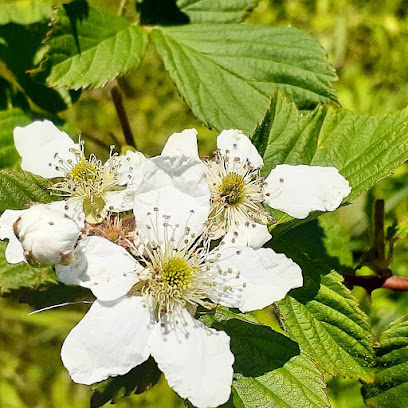 roofing Cranberry Twp