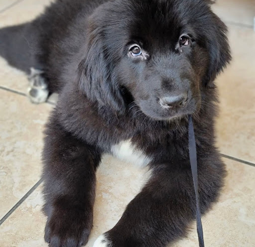 Pet Store «Puppies N Love», reviews and photos, 7700 W Arrowhead Towne Center, Glendale, AZ 85308, USA