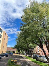 Bosnian Pine Tree Care and Landscaping - Photo 4 - Car repair in , Denver