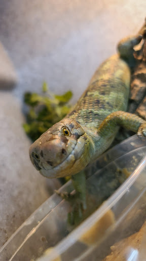 Shopping Mall «Hampton Plaza Shopping Center», reviews and photos, 4033 W Mercury Blvd, Hampton, VA 23666, USA