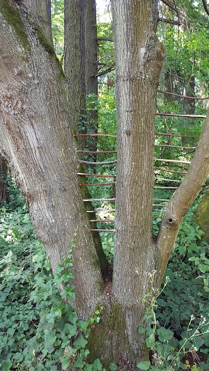 Des Moines Creek Trail Park - photo 60