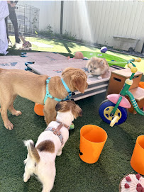 Get Pawsitive Dog Training - Photo 4 - Car repair in Encinitas, CA, Oceanside