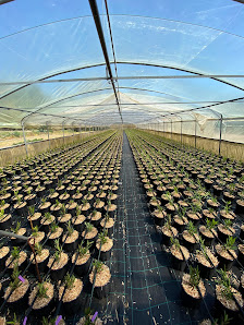 Vivaio Cuore Verde Via Fondovalle Alento, snc, 66010 Torrevecchia Teatina CH, Italia