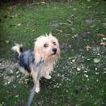 Photo n°3 de l'avis de Dieter.l fait le 26/10/2019 à 14:01 sur le  Restaurant Goldener Schwan à Kevelaer