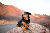 Wag Your Tail Pet Photography - Car repair in , Arvada - Rated 5.0/5