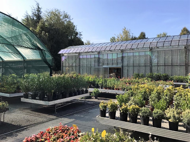 Garden Center Il Gelso - Vivaio - Fioreria - Giardinaggio