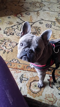 Furry Family Care - Photo 2 - Car repair in Oceanside, CA, Oceanside