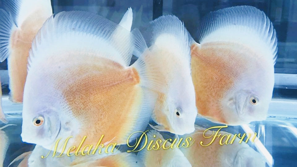 Melaka Discus Farm