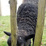 Photo n°7 de l'avis de Joshua. fait le 16/07/2019 à 20:07 sur le  Gut Hügle Erlebnishof à Ravensburg