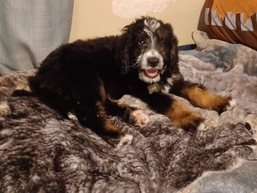 Pet Supply Store «PetSmart», reviews and photos, 1733 S Stapley Dr, Mesa, AZ 85204, USA