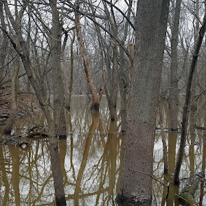 Thatcher Woods - review photo