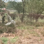 Photo n° 13 de l'avis de Cyrielle.o fait le 01/09/2023 à 12:25 pour Planète Sauvage à Port-Saint-Père