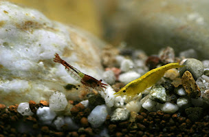 Photo n°19 de Aquafarm Paradise à Baerenthal ()