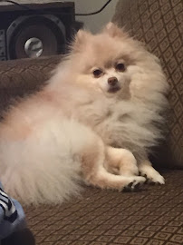 Poodah's Dog Walking and Pet Sitting Services - Photo 5 - Car repair in , Birmingham