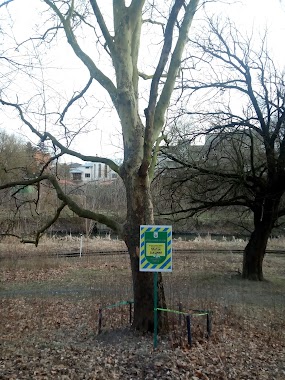 Platan Zakhidnyy