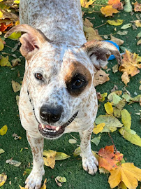 Mutt Manor Dog Resort - Photo 8 - Car repair in Bridgeville, PA, Pittsburgh