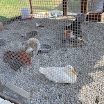 Photo n°3 de l'avis de Pasquale.. fait le 28/08/2021 à 13:34 sur le  Pizzeria monteporo à Rombiolo