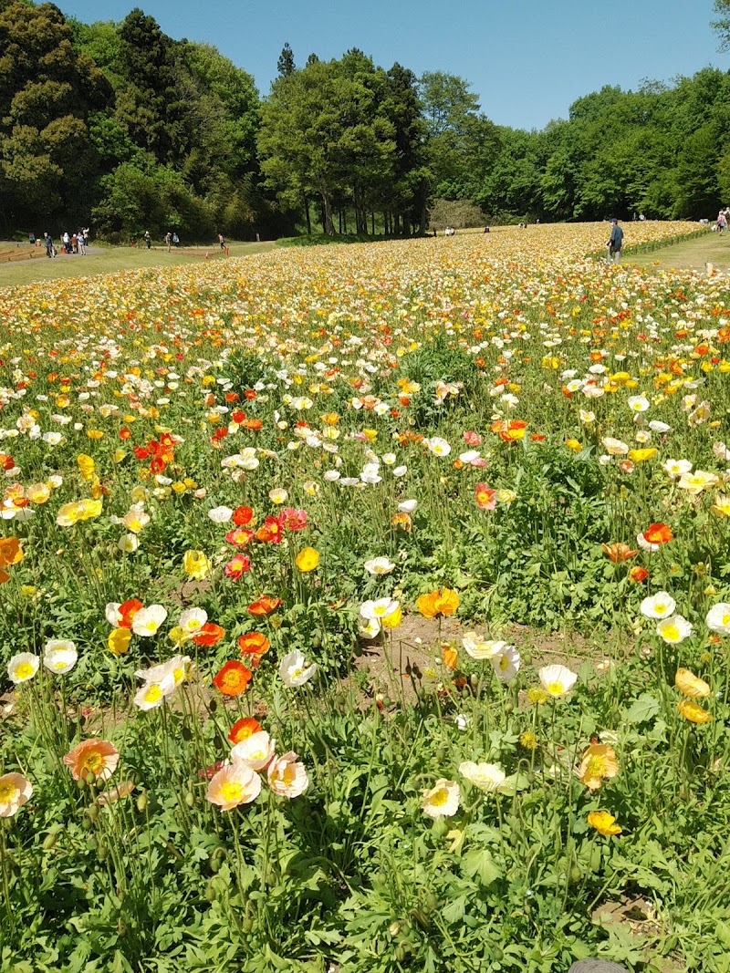 森林公園 運動広場花畑 埼玉県滑川町山田 公園 公園 グルコミ