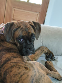 Biggs Pet Sitting Service - Photo 6 - Car repair in Ocean Springs, MS, Gulfport