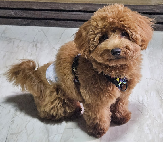 Bow Wow Pet Corner Yio Chu Kang Road - Shop