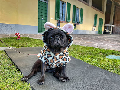 Pimp My Pug 