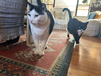 Kiara - The Pet Nanny - Photo 3 - Car repair in , Philadelphia